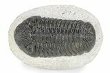 Bumpy Morocops Trilobite - Ofaten, Morocco #341176-1
